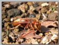 Vespa crabro